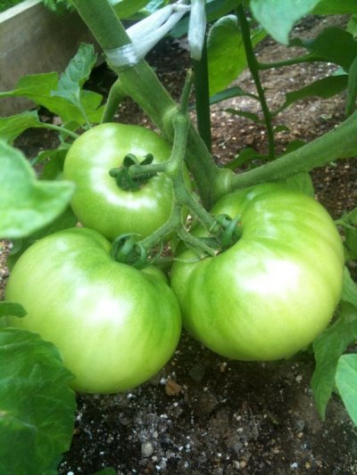 菜園トマト