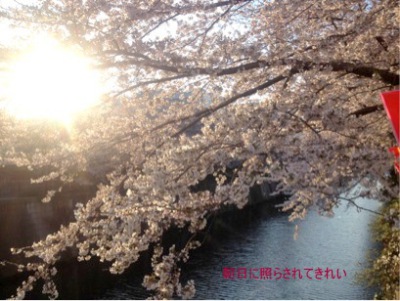目黒川の桜朝日