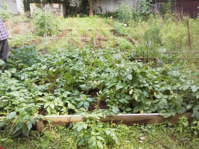 菜園before