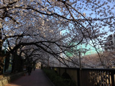 目黒川桜の回廊