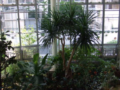 植物センター館内